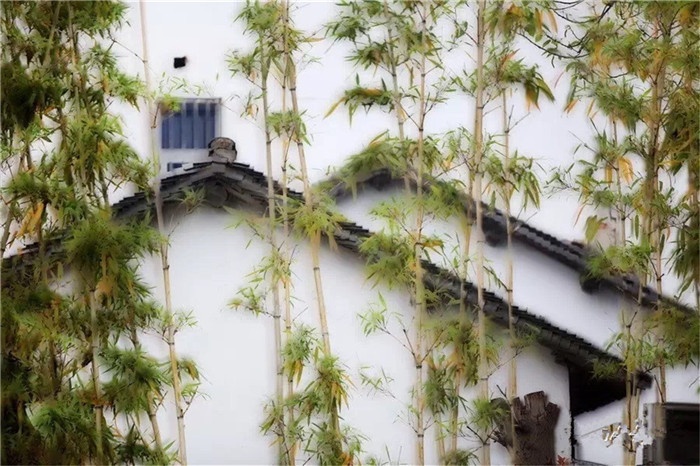 节气｜让我们一起抓住雨水之前，周庄的那片晴朗吧！