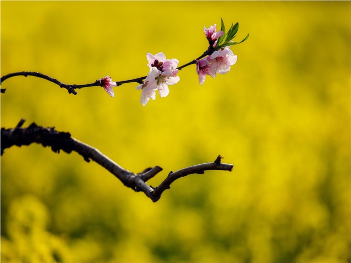 春天，赴一场最江南的约会